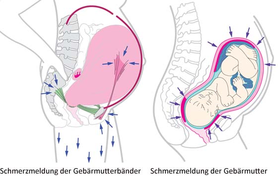 Dehnen sich mutterbänder ab wann ABC der