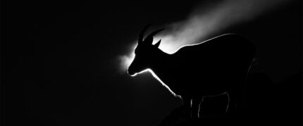 Ein gutes Auge für die Schönheit der Natur